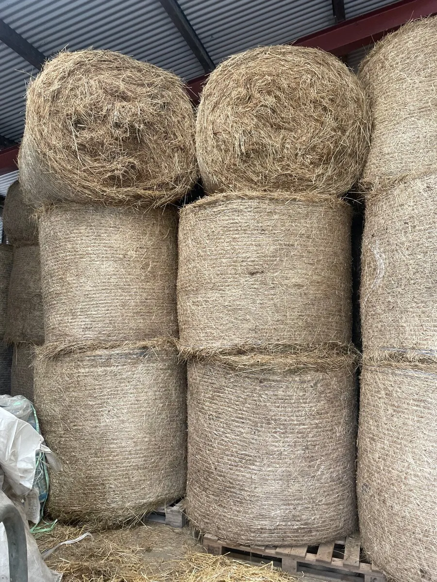 Hay - Image 3