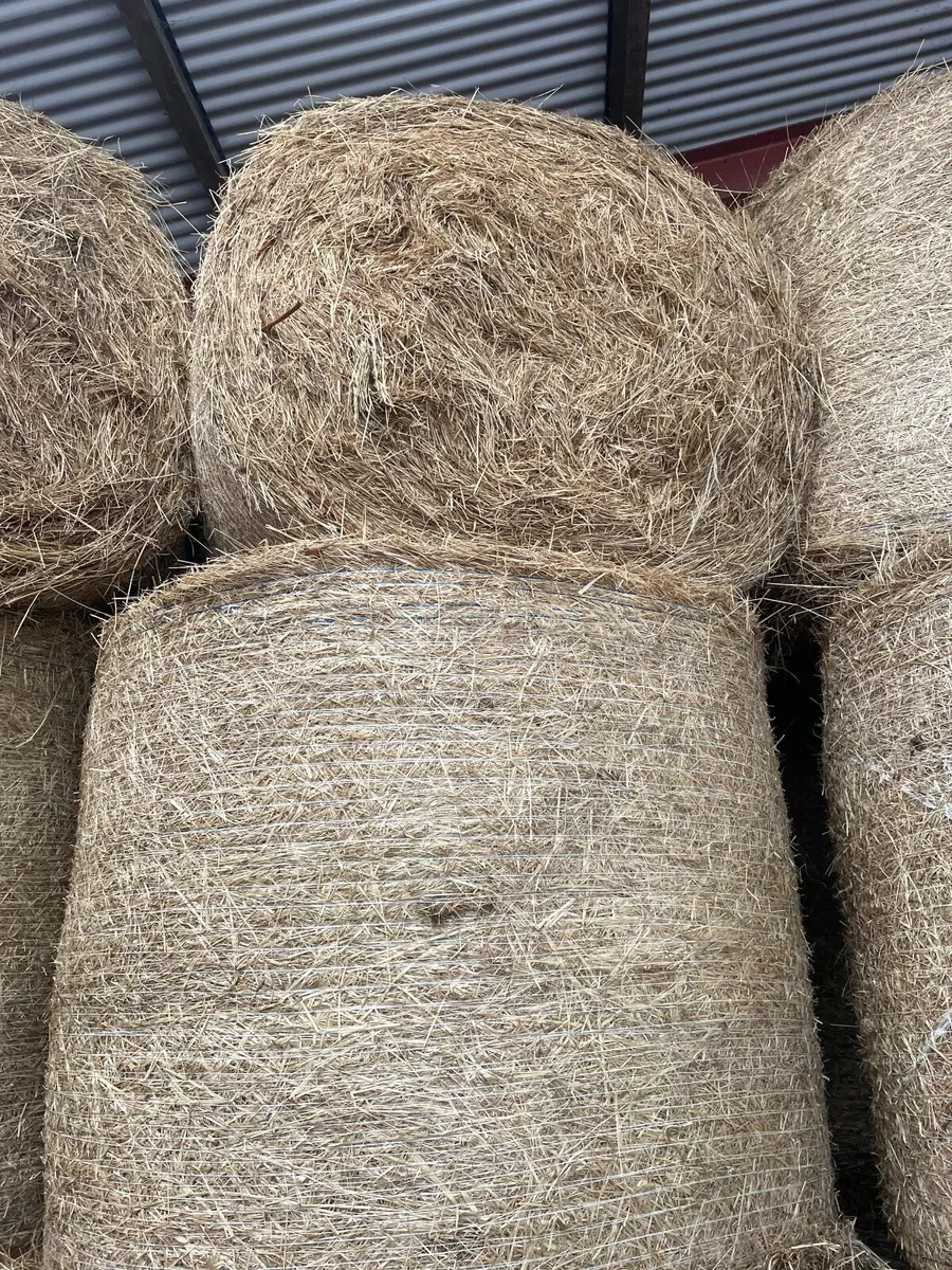 Hay - Image 1