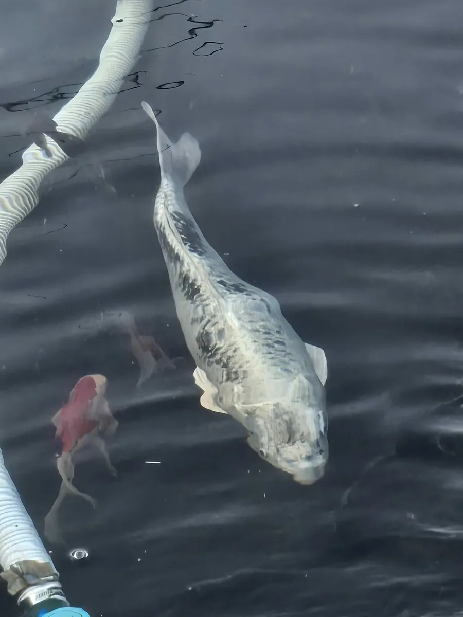 Koi fish - Image 1