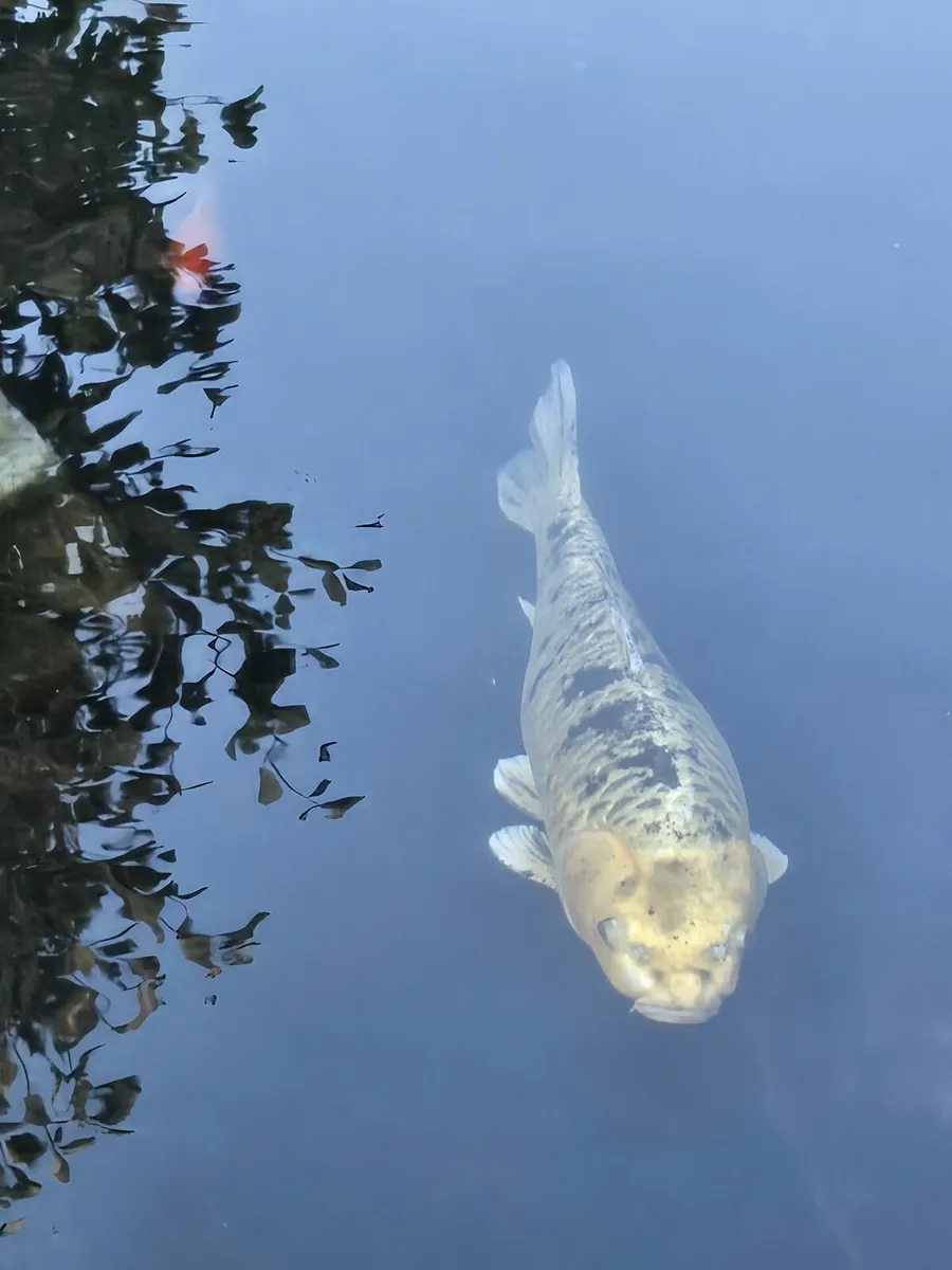 Koi fish - Image 2