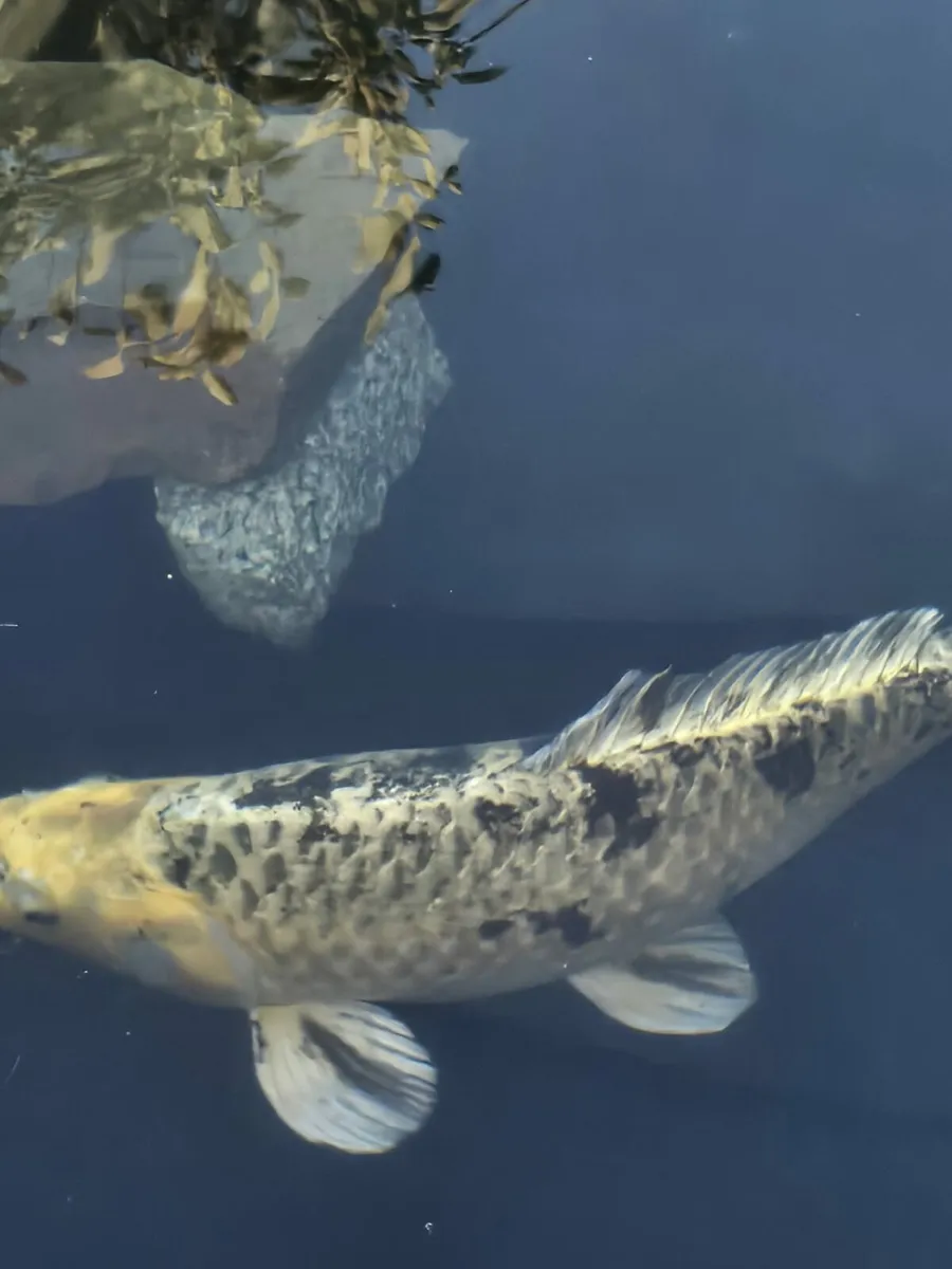 Koi fish - Image 3