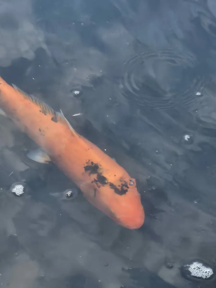 Koi fish - Image 4