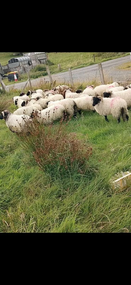 Ram lambs - Image 1