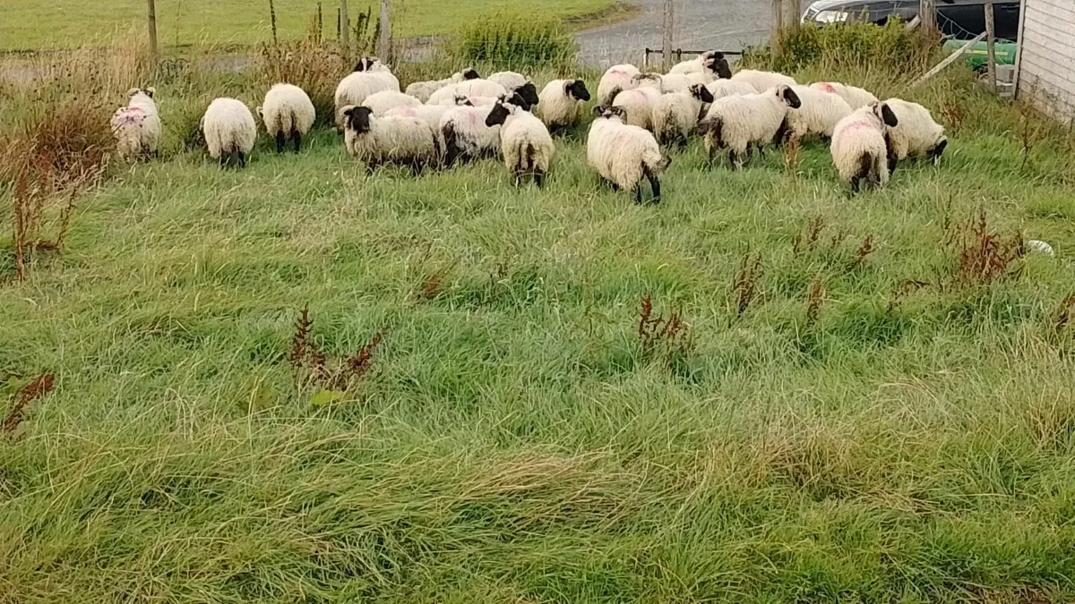 Ram lambs - Image 2