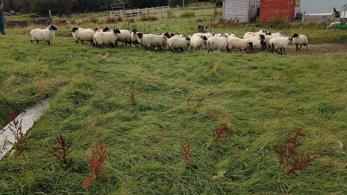 Ram lambs - Image 3
