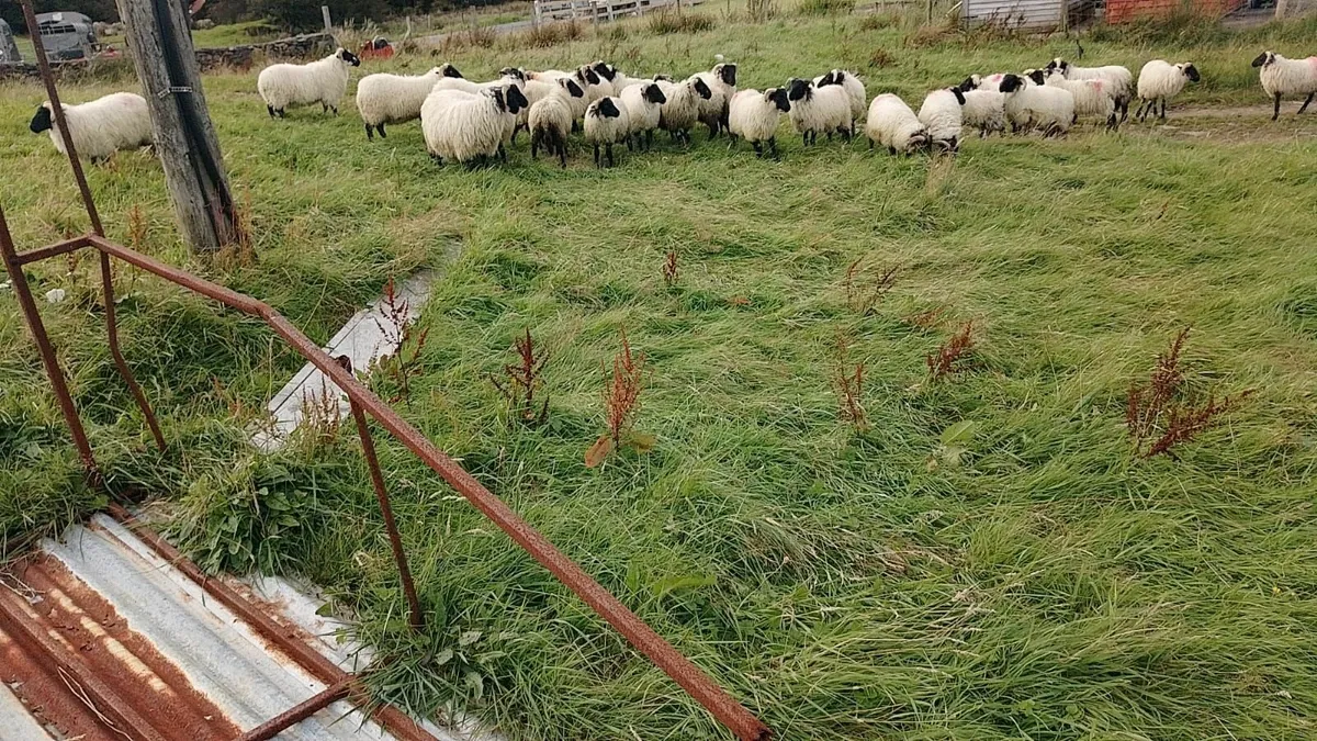 Ram lambs - Image 4