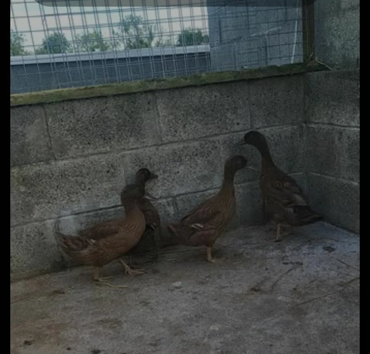 Ducks/Turkey - Image 1
