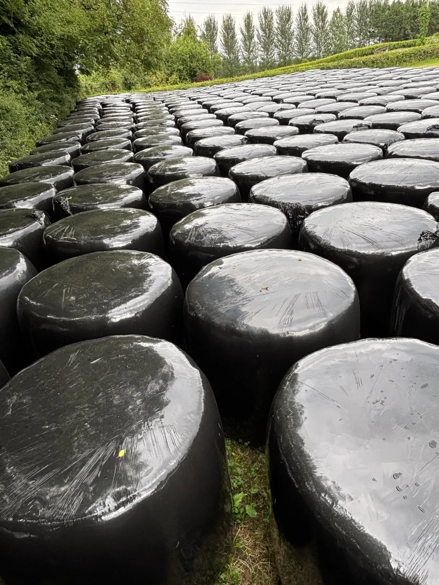 Silage - Image 2