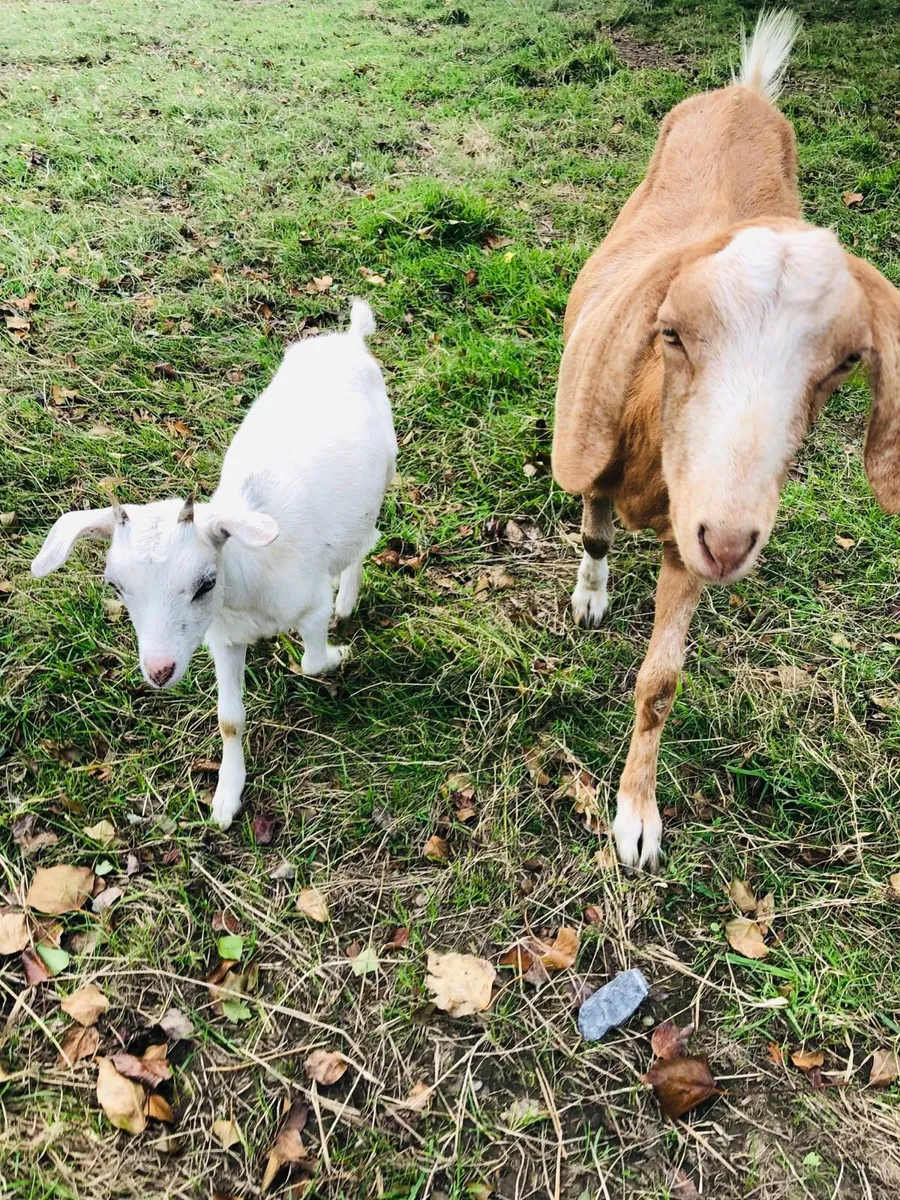 2 x female goats - Image 4