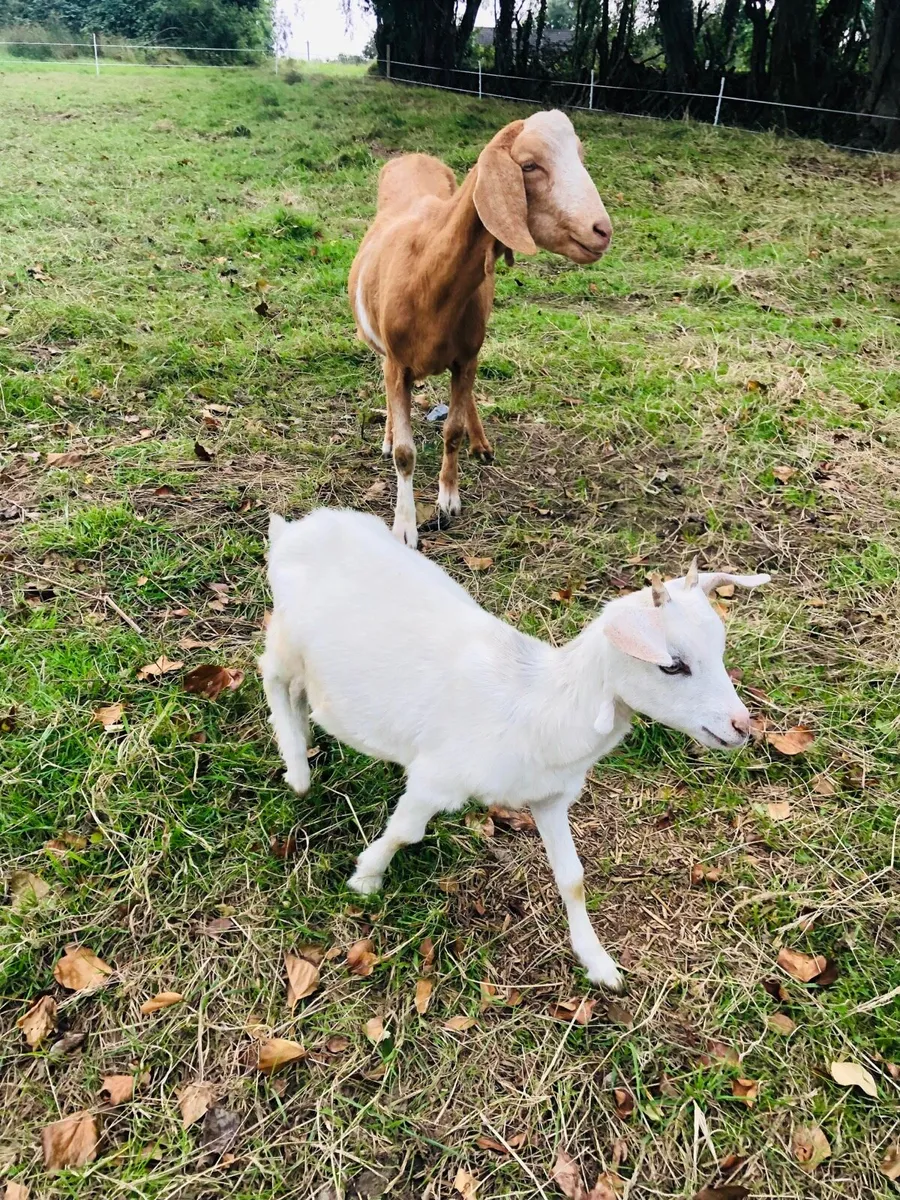 2 x female goats - Image 3