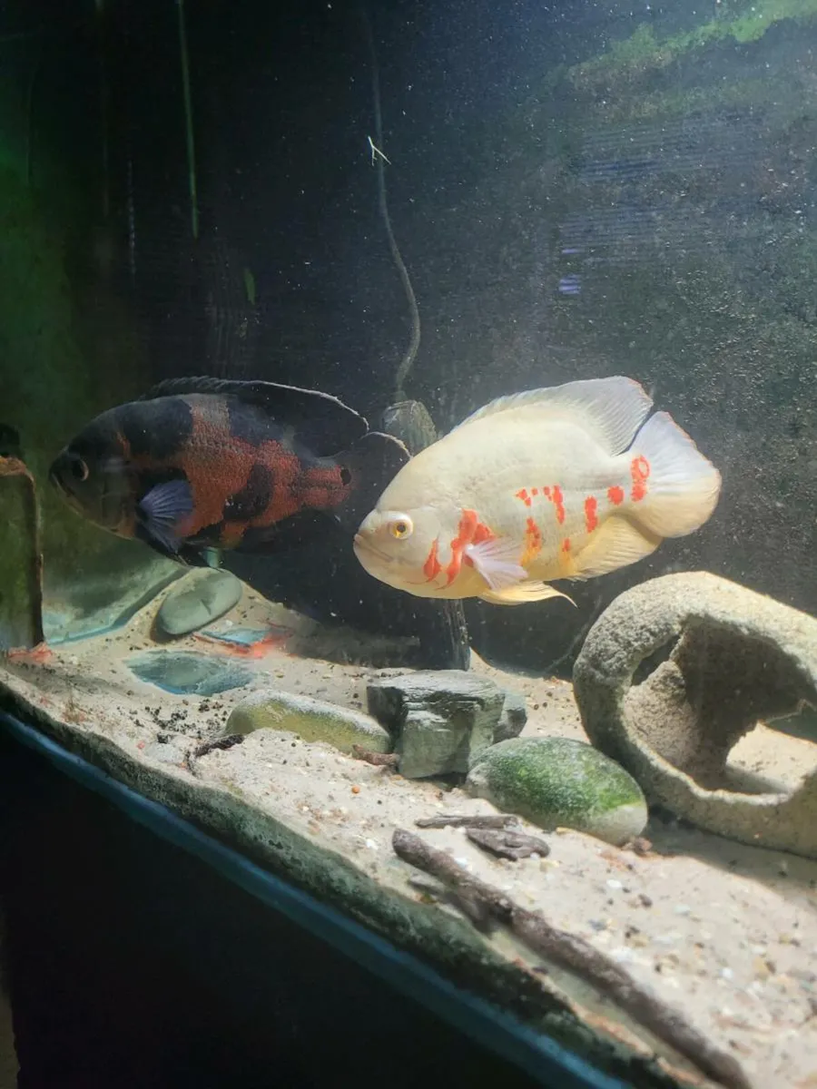 Xl Oscar's breeding pair,young oscars - Image 1