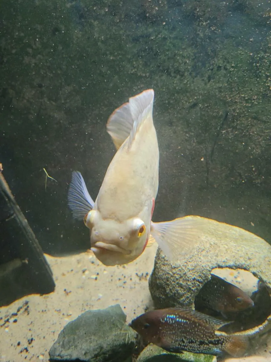 Xl Oscar's breeding pair,young oscars - Image 2