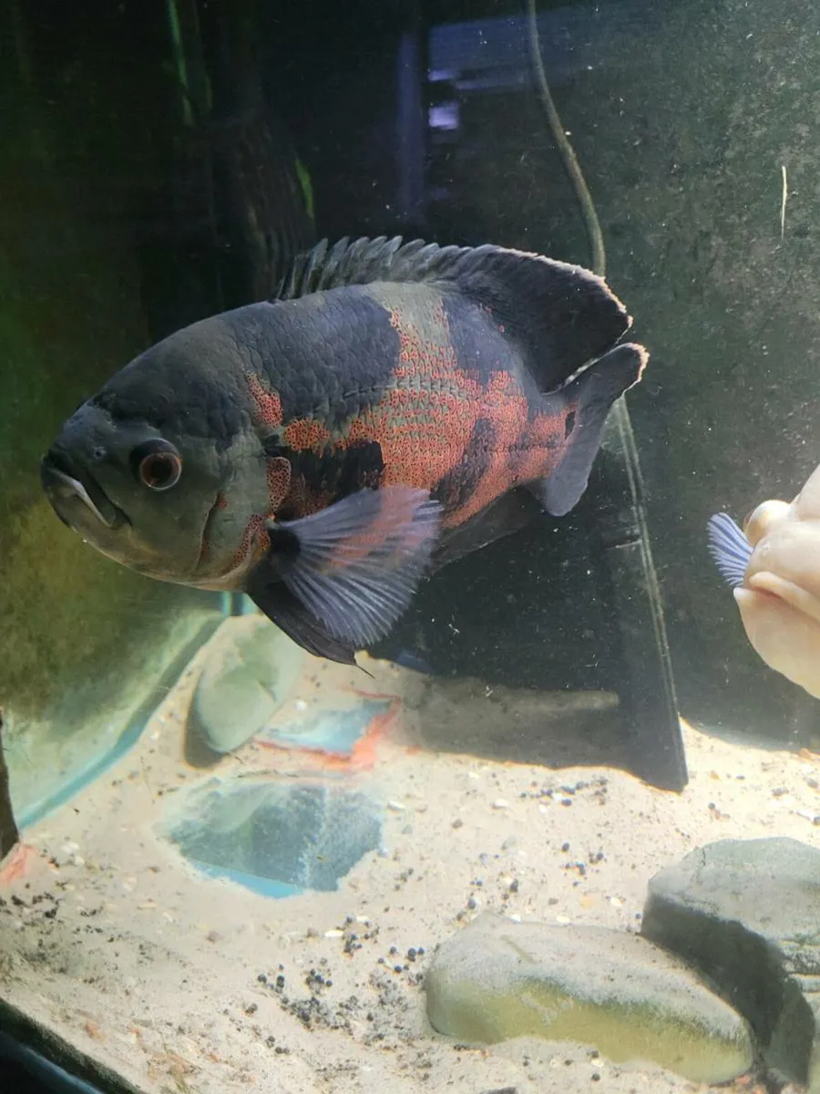 Xl Oscar's breeding pair,young oscars - Image 3