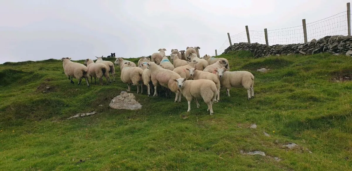 Lambs - Image 1