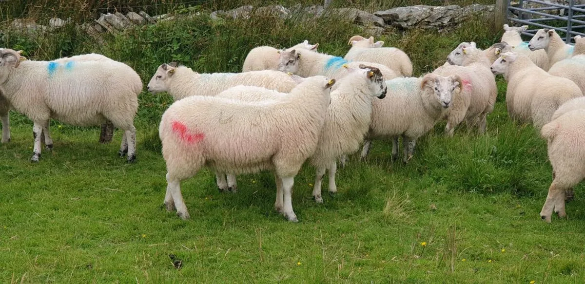 Lambs - Image 3