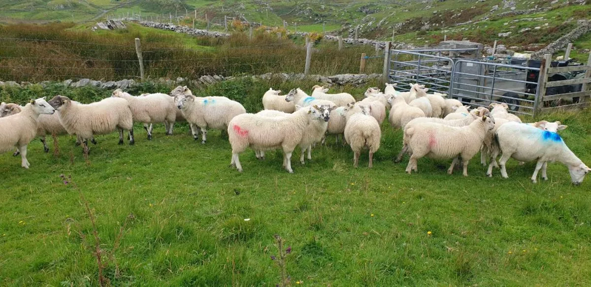 Lambs - Image 4