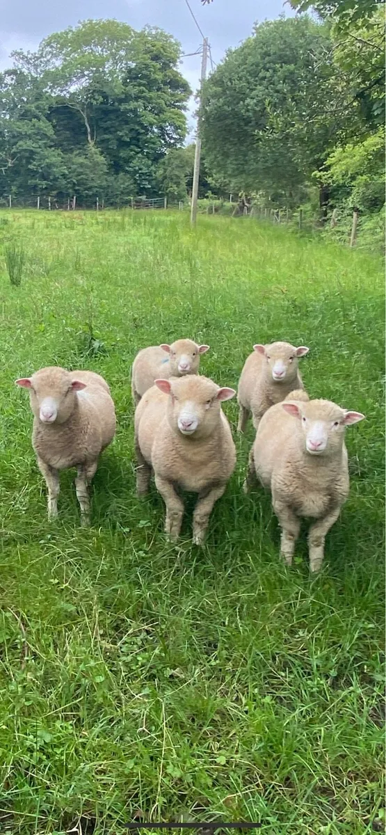 Dorset Ram Lambs - Image 2