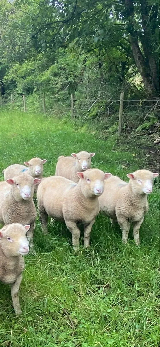 Dorset Ram Lambs - Image 3