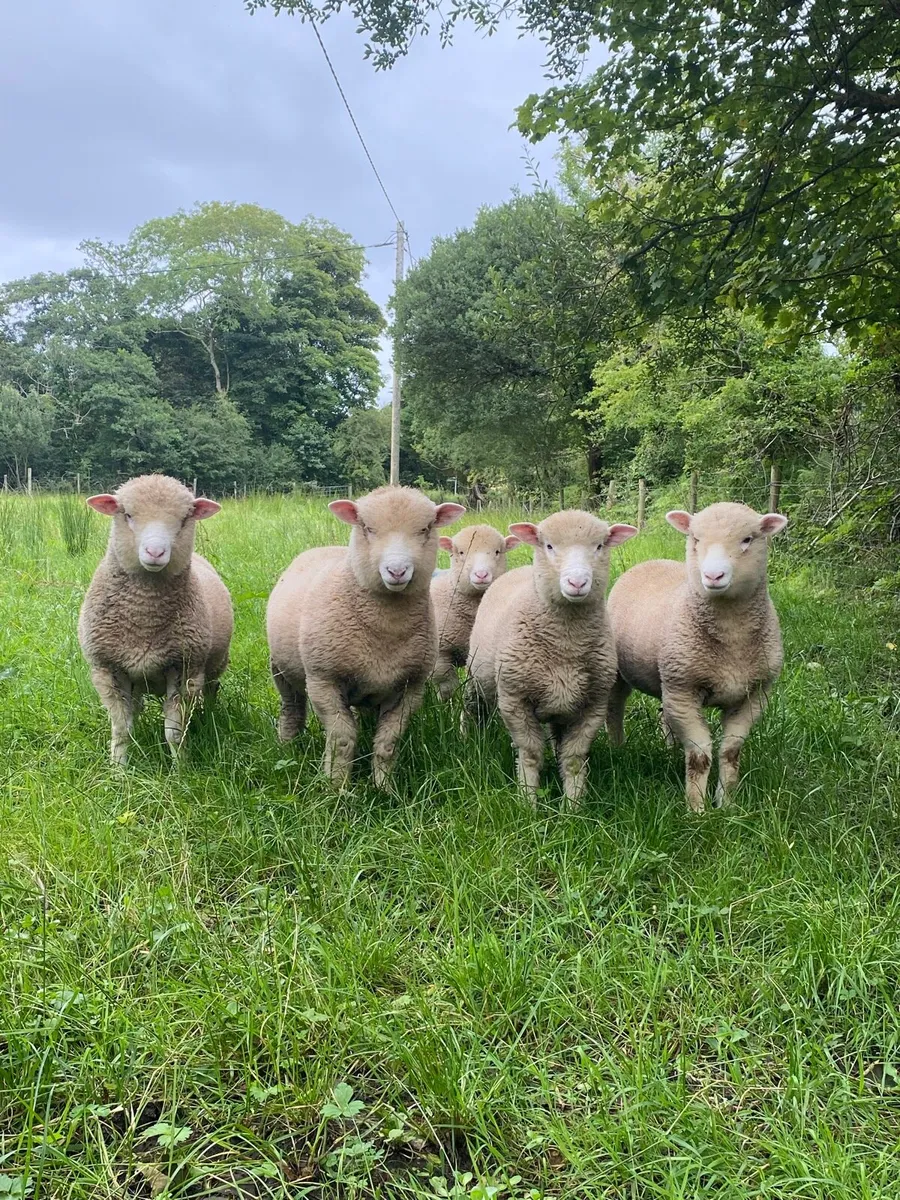 Dorset Ram Lambs - Image 4