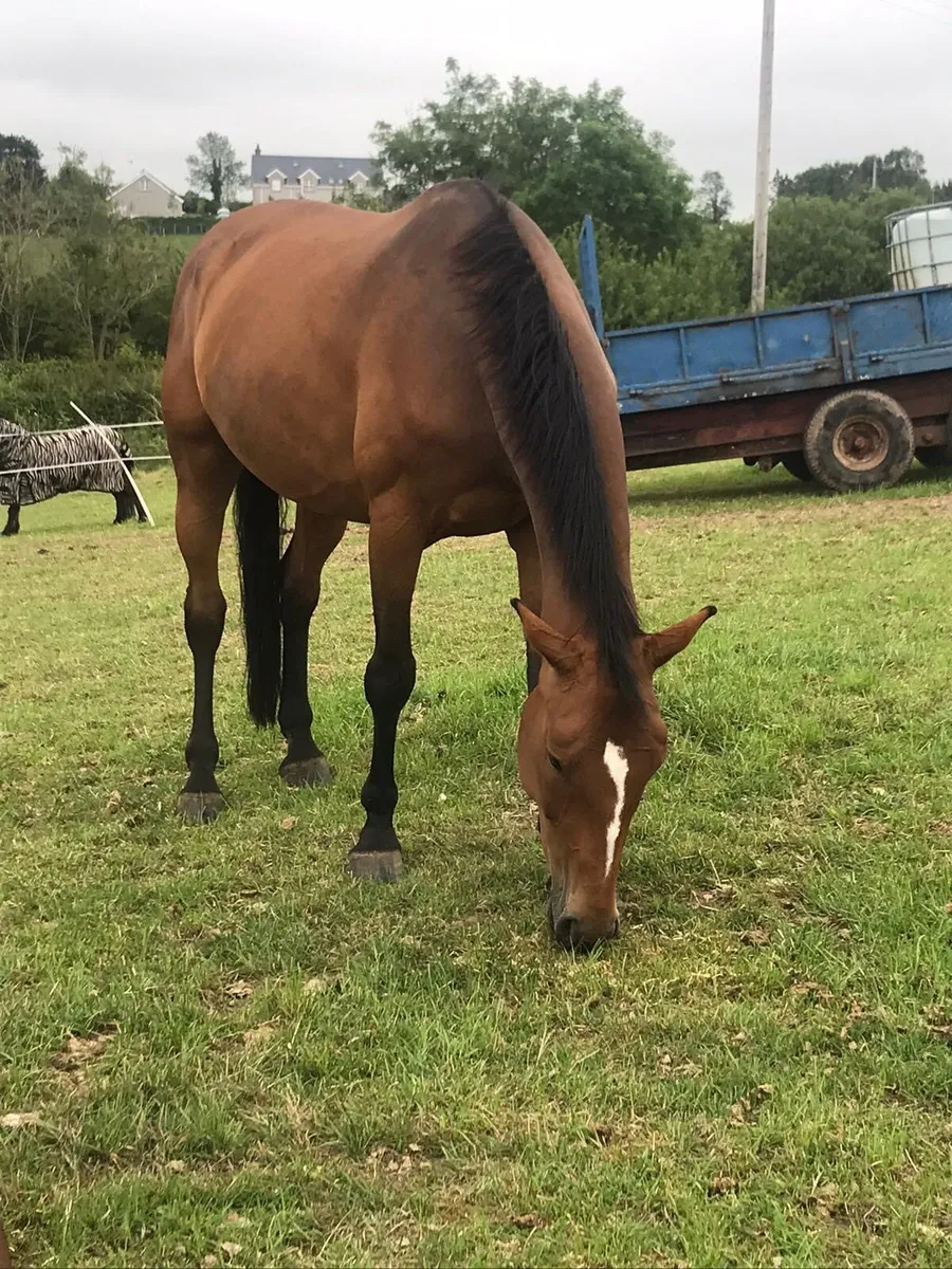 Broodmare - Image 1