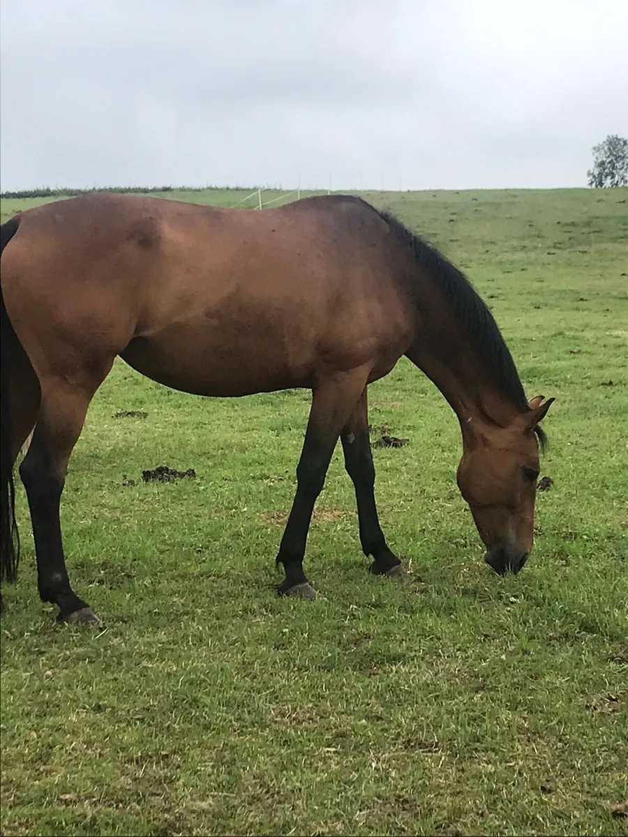 Broodmare - Image 2