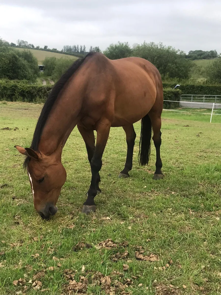 Broodmare - Image 3