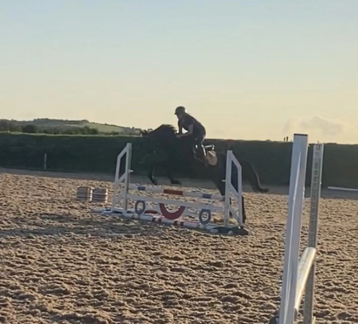 Eye catching 15.3h 10 year old allrounder - Image 1