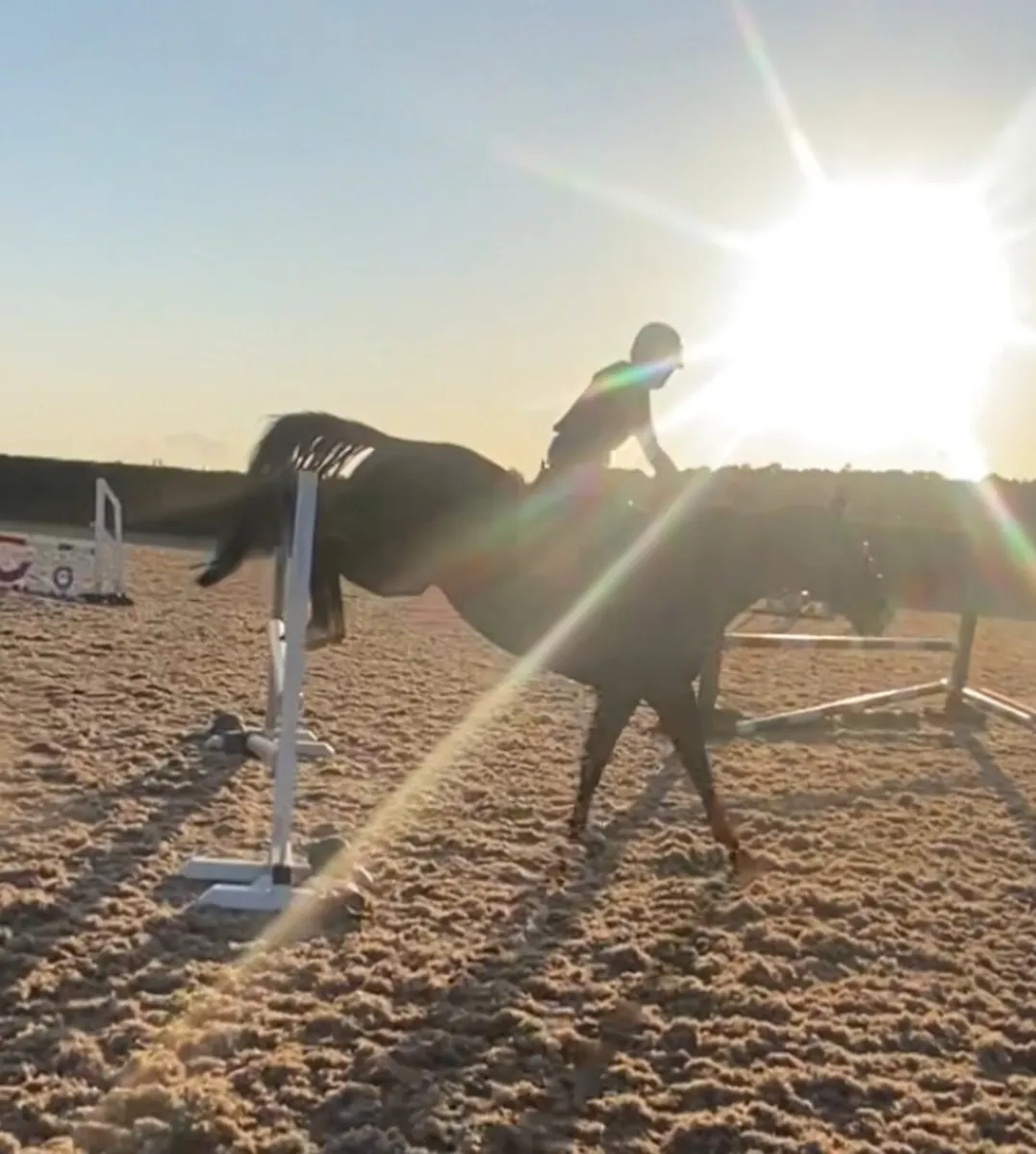 Eye catching 15.3h 10 year old allrounder - Image 2