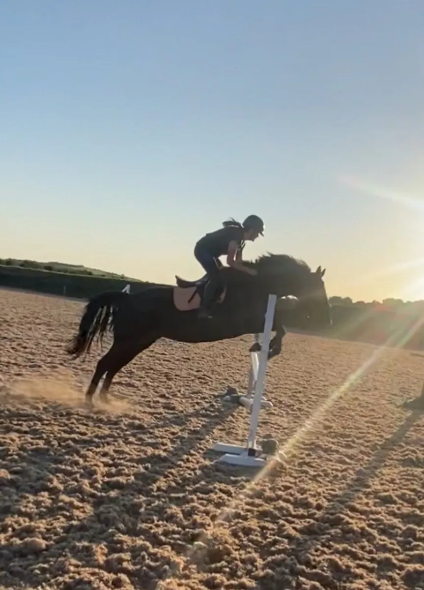 Eye catching 15.3h 10 year old allrounder - Image 4