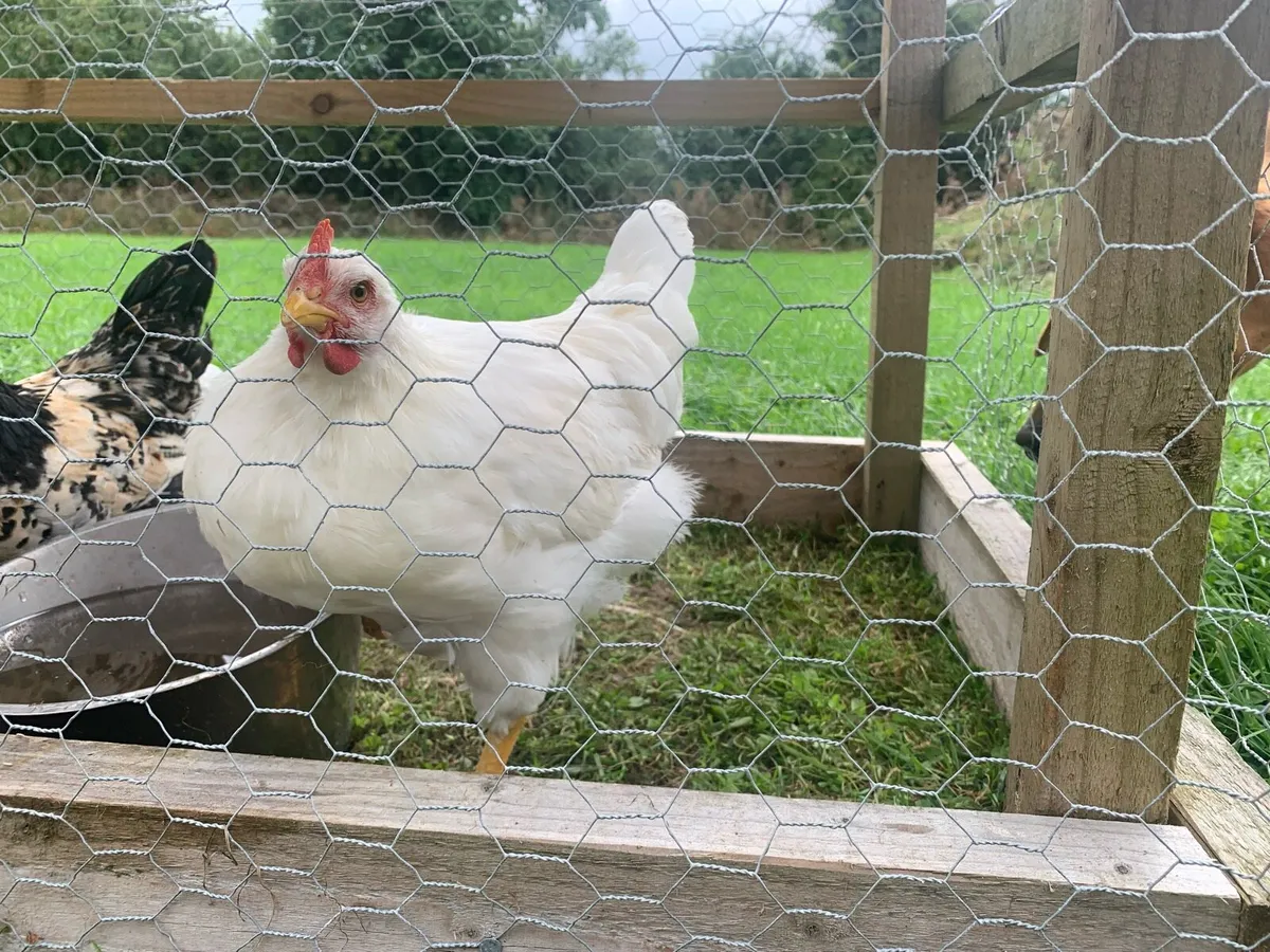 Rooster - Image 1