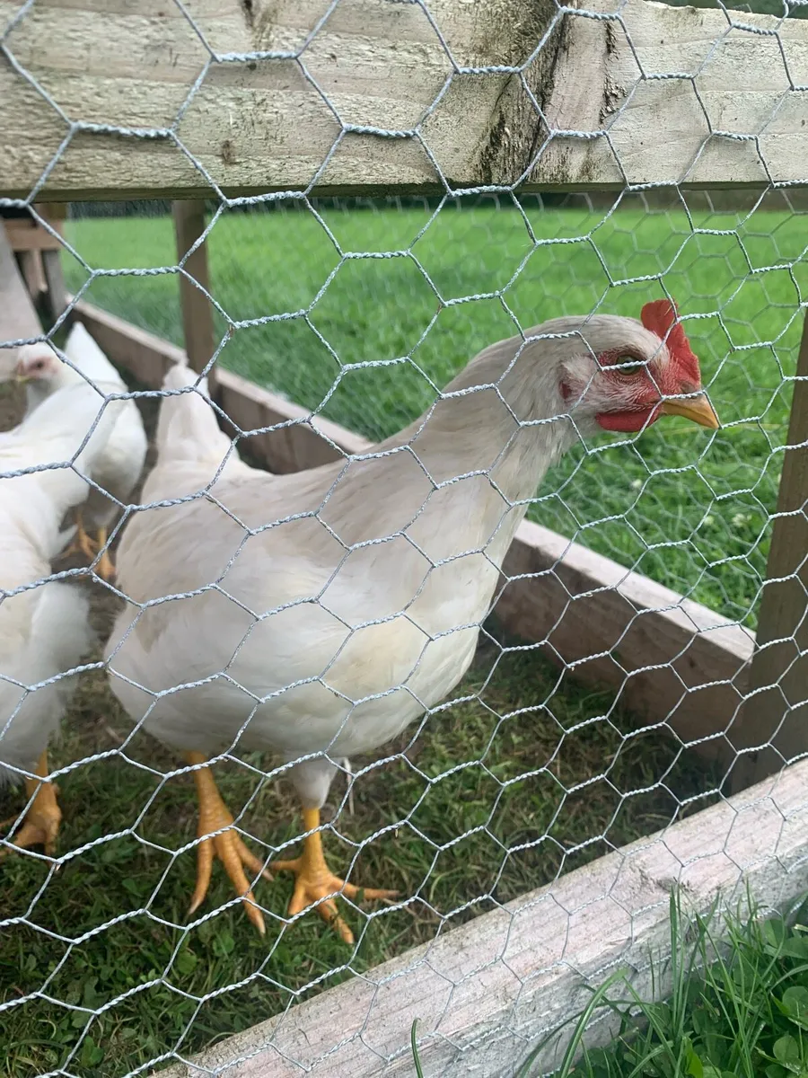 Rooster - Image 2