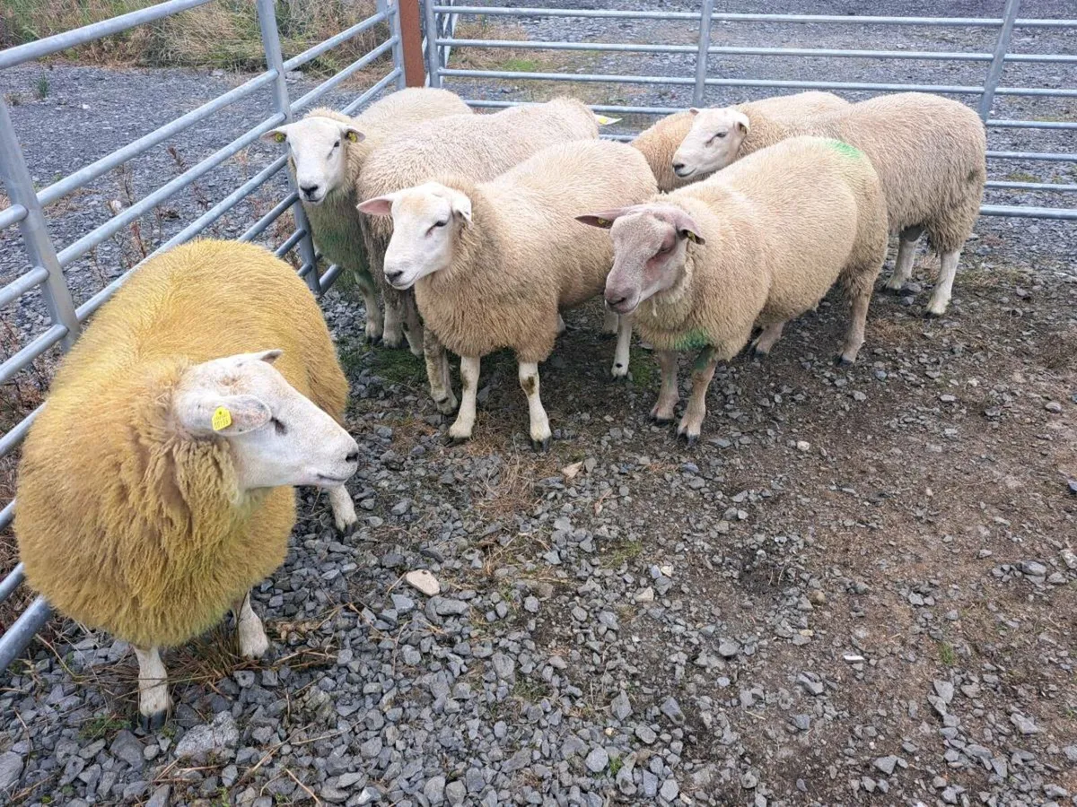 ⭐️PEDIGREE CHAROLLAIS AND BELCLARE RAM LAMBS ⭐️ - Image 1