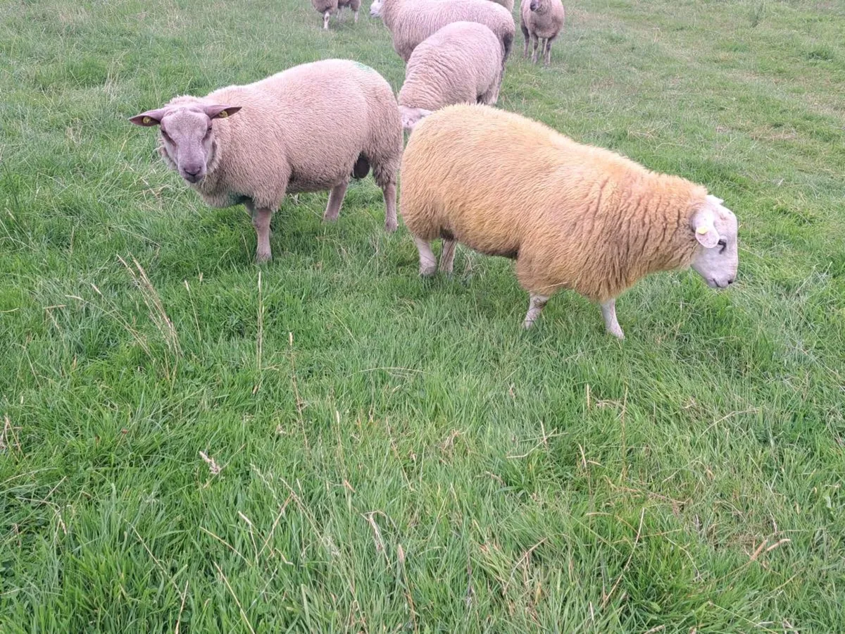 ⭐️PEDIGREE CHAROLLAIS AND BELCLARE RAM LAMBS ⭐️ - Image 2