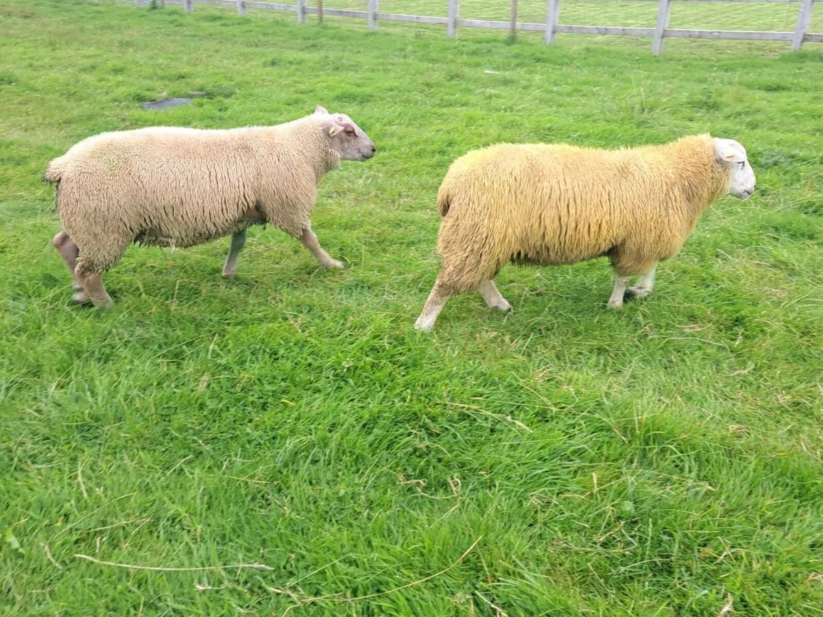 ⭐️PEDIGREE CHAROLLAIS AND BELCLARE RAM LAMBS ⭐️ - Image 3
