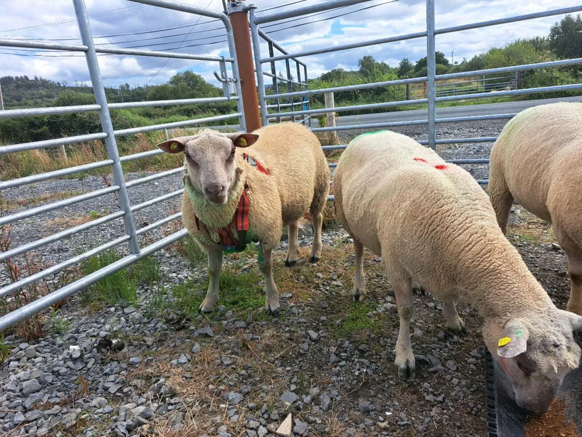⭐️PEDIGREE CHAROLLAIS AND BELCLARE RAM LAMBS ⭐️ - Image 4