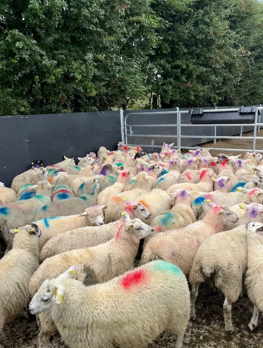 100 smashing store lambs - Image 1
