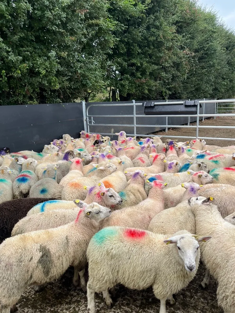 100 smashing store lambs - Image 2
