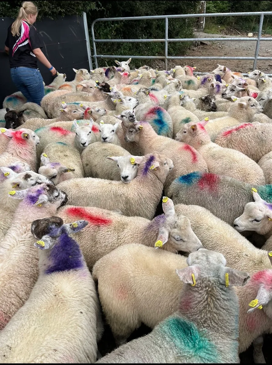 100 smashing store lambs - Image 3