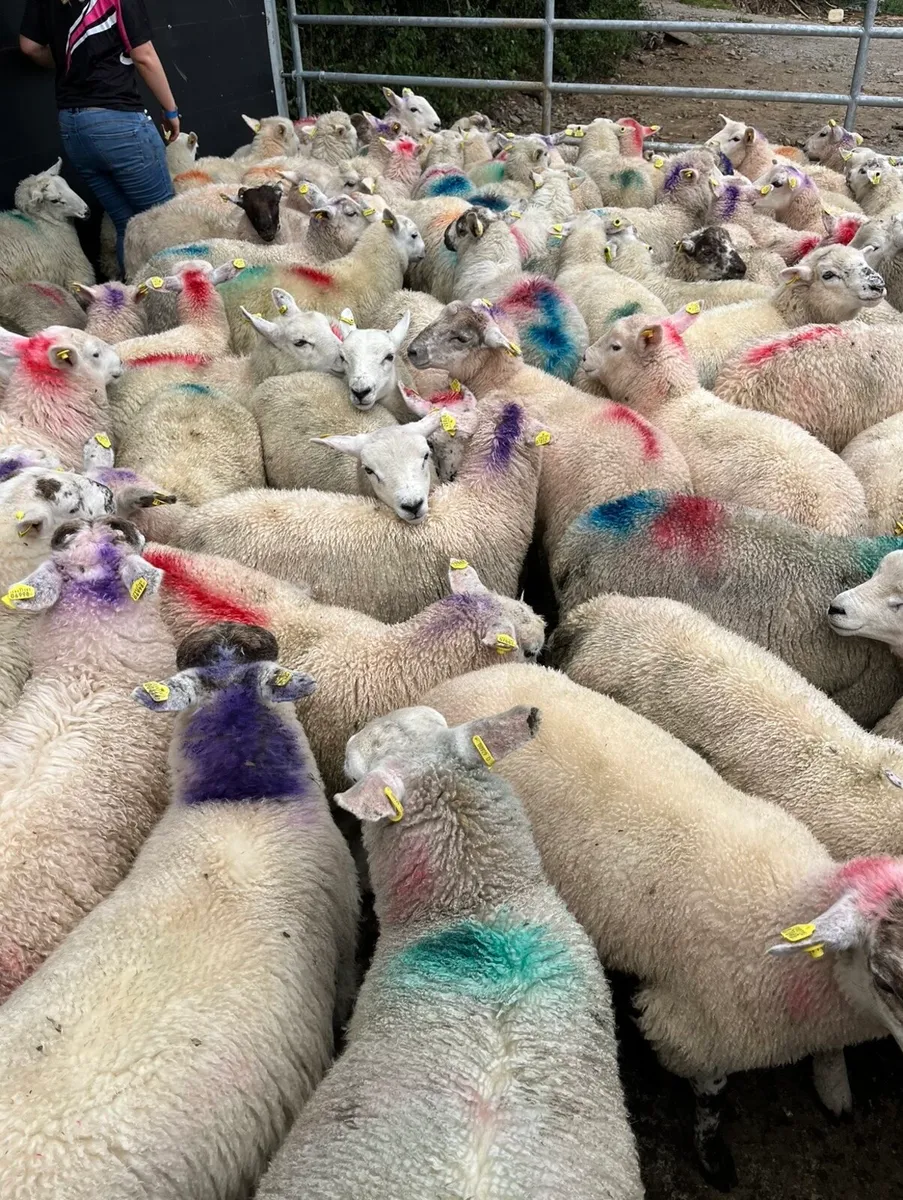100 smashing store lambs - Image 4