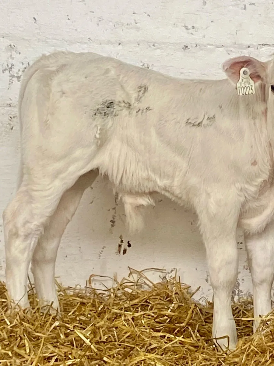 2 SERIOUS CONTINANTAL BULL CALVES - Image 2