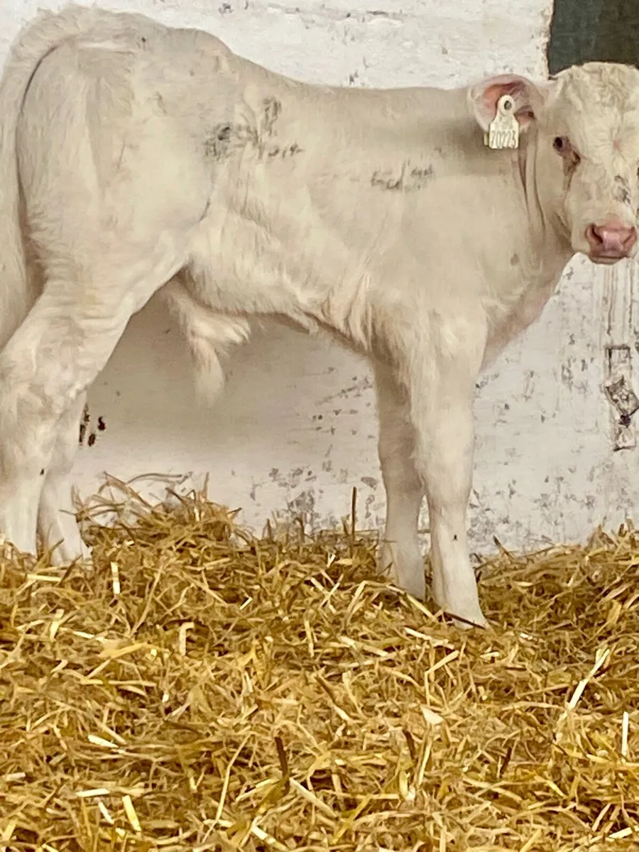2 SERIOUS CONTINANTAL BULL CALVES - Image 3