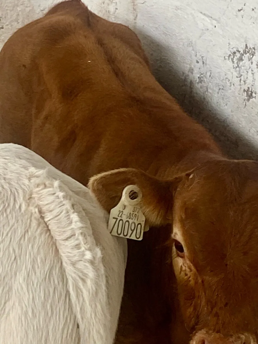 2 SERIOUS CONTINANTAL BULL CALVES - Image 4