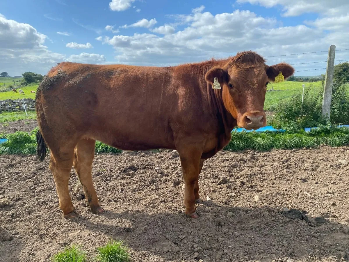 Limousin heifers - Image 1