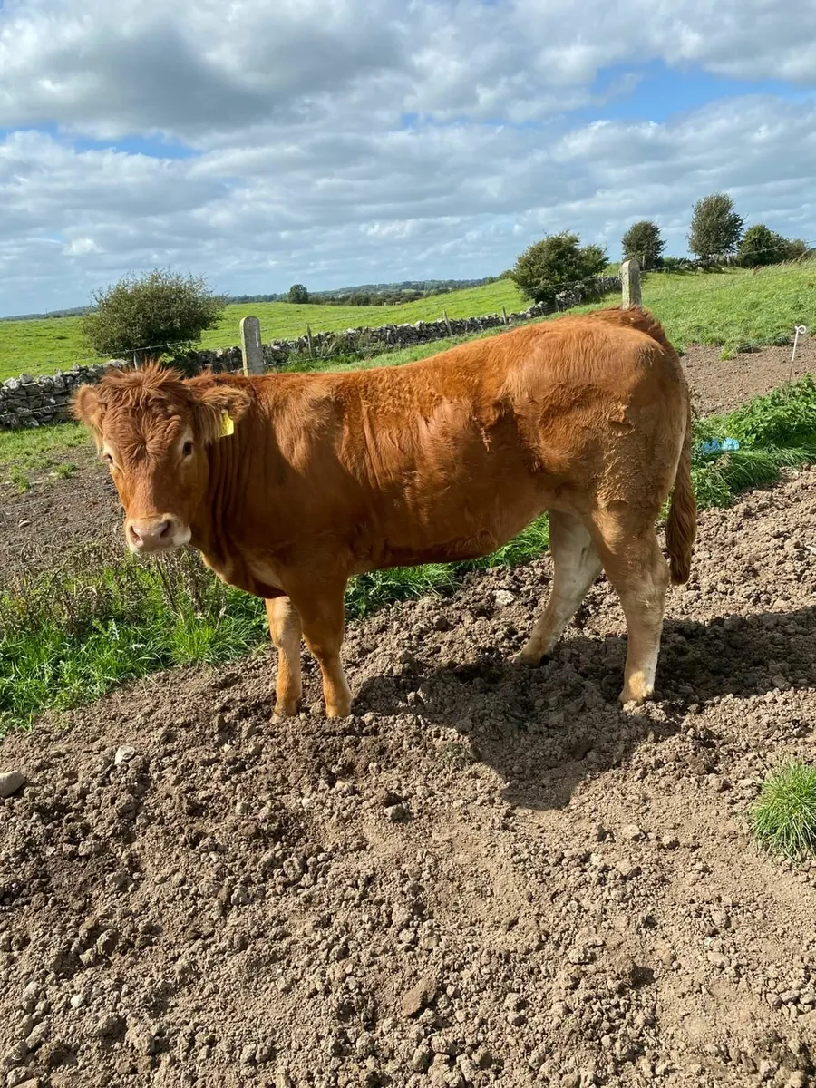 Limousin heifers - Image 2