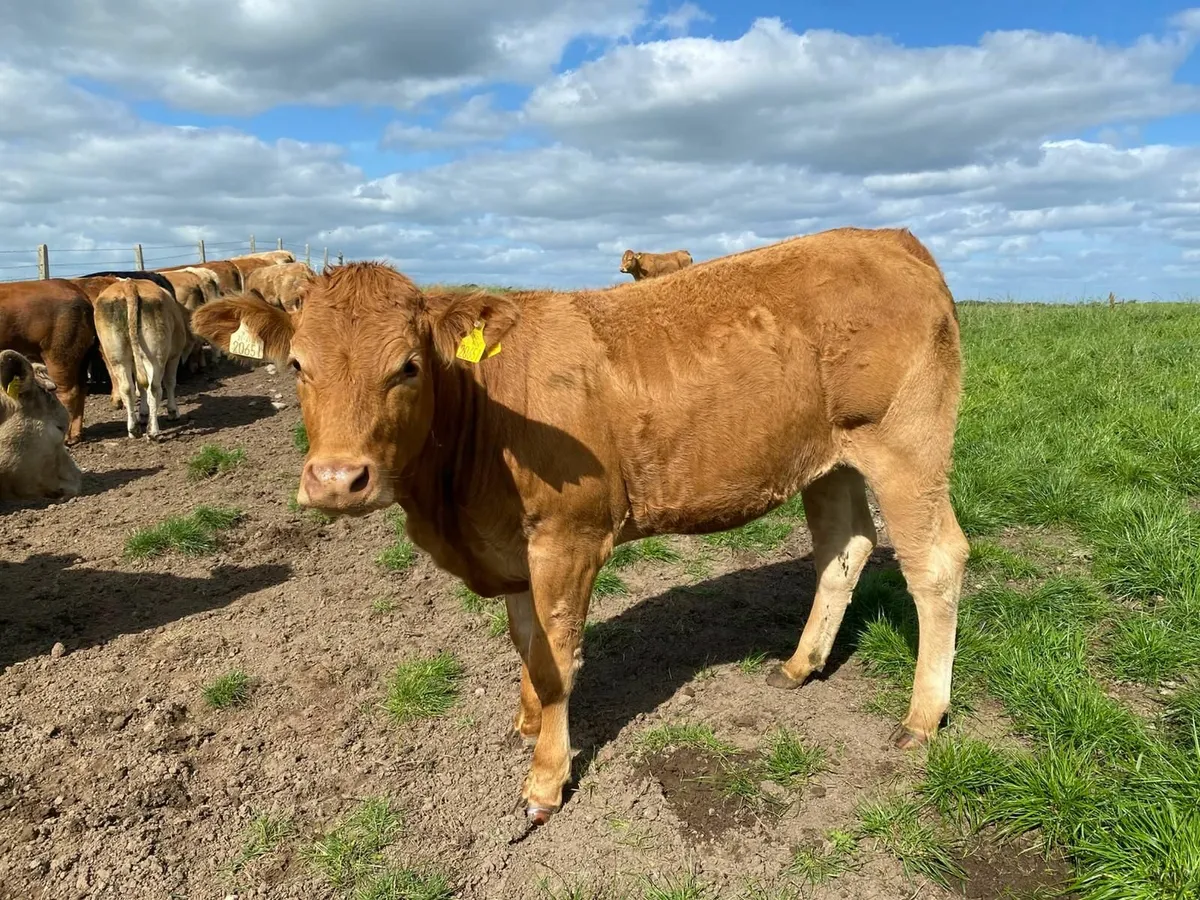 Limousin heifers - Image 3