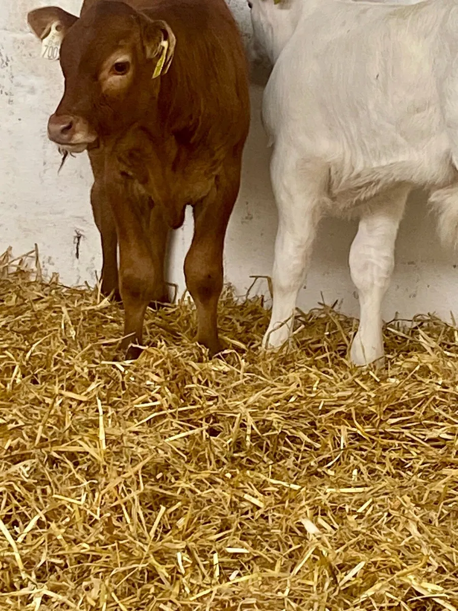 2 SERIOUS CONTINANTAL BULL CALVES - Image 1