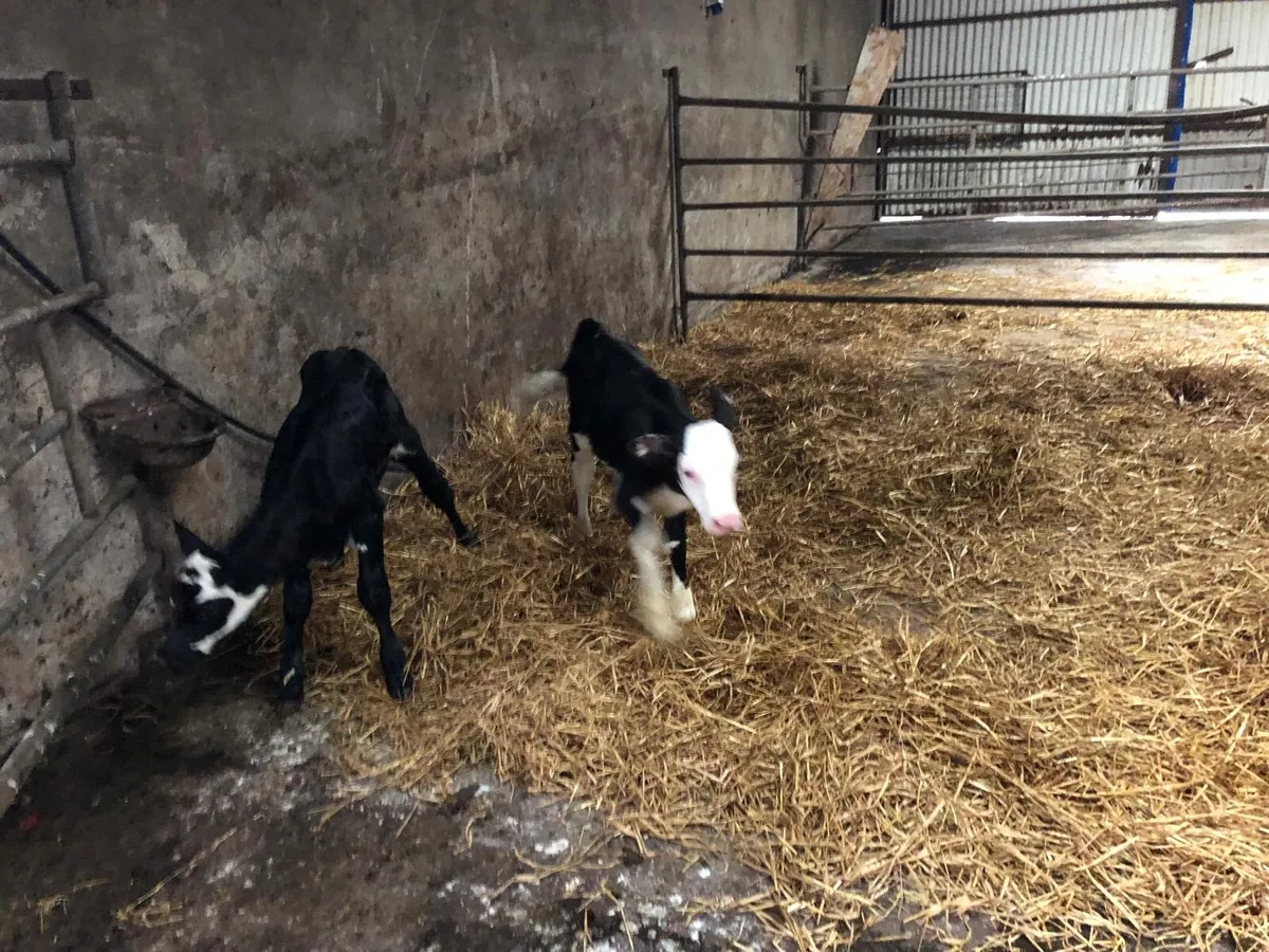 Hereford heifer calves - Image 1