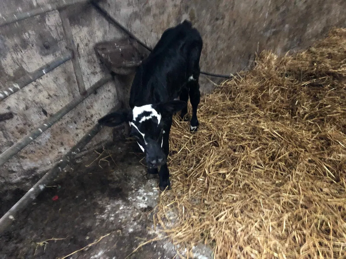 Hereford heifer calves - Image 2