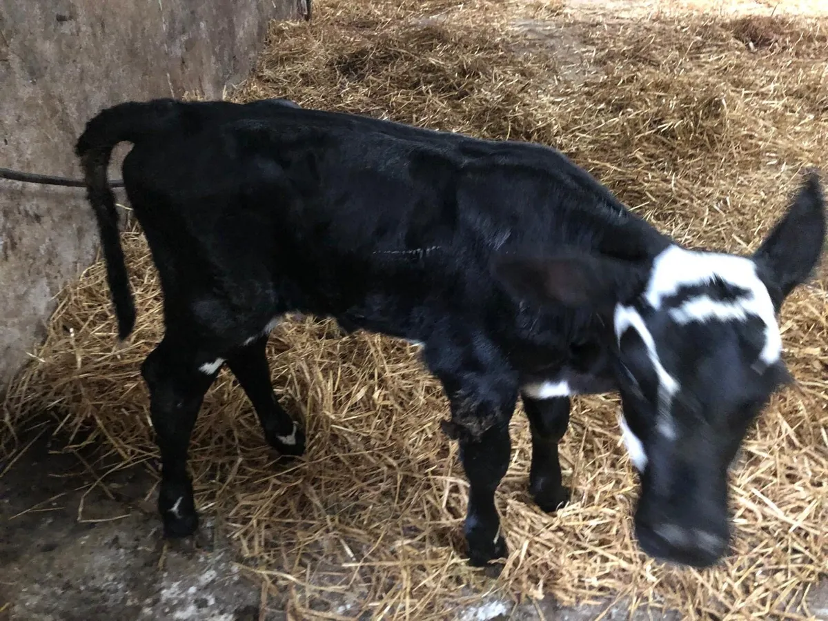 Hereford heifer calves - Image 3