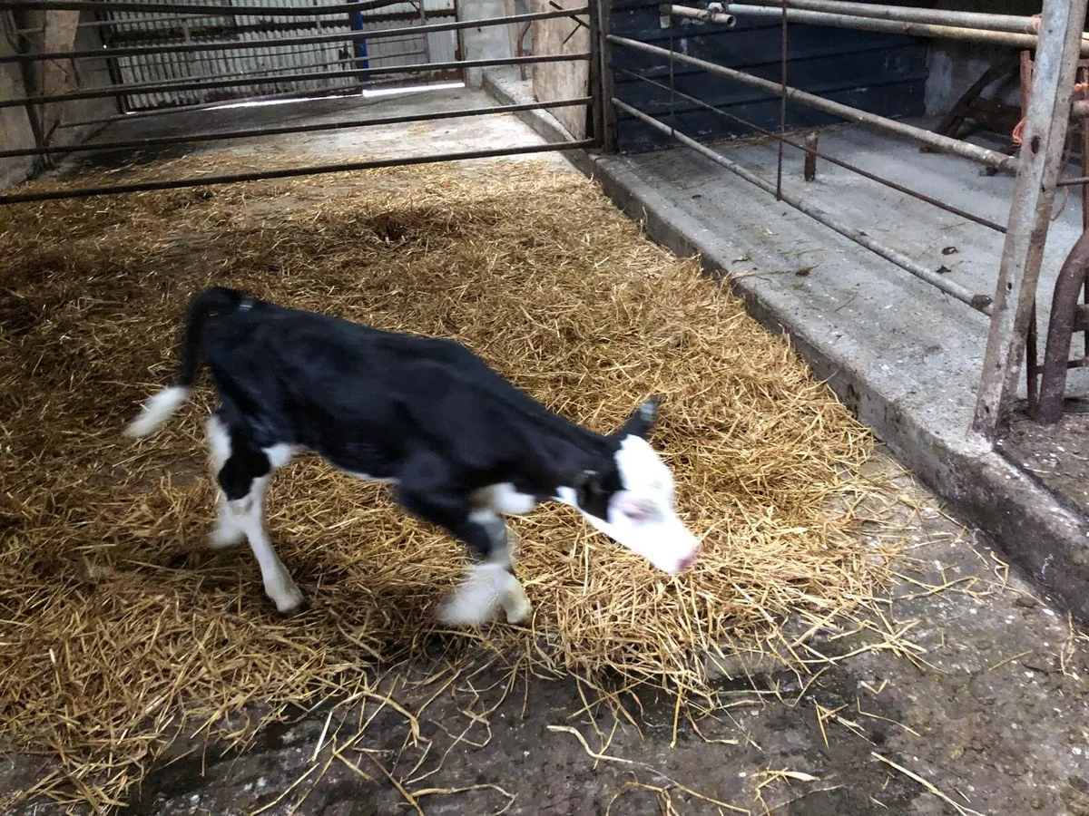 Hereford heifer calves - Image 4